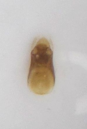 Réf. 206 482 : Stenichnus collaris